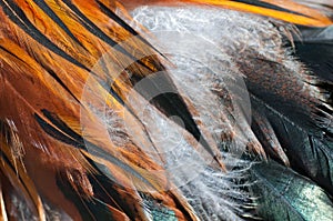 Texture rooster feather red