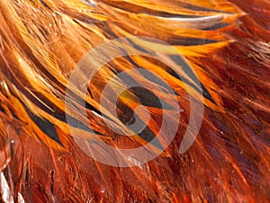 Texture rooster feather red