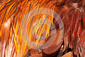 Texture rooster feather red