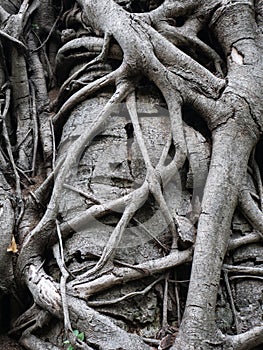 Texture of the root form old giant tree