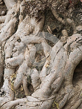 Texture of the root form old giant tree