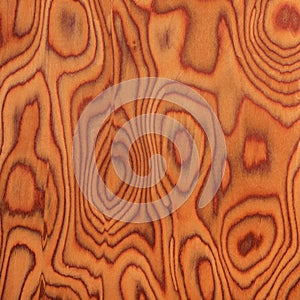 Texture of root oak, wood texture