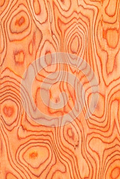 Texture of root wood, natural tree background