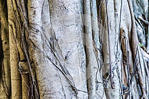 Texture. Roots twist the trunk of a huge tree in the rainforest. Trunk of a majestic ceiba