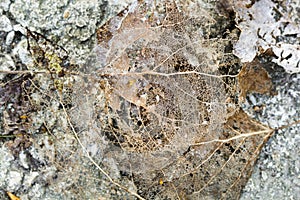 Texture with rotten leaves with fibers on a concrete surface