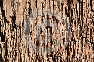 Texture of rotten bark wood