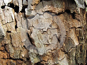 Texture of rotten shrunk dry wood