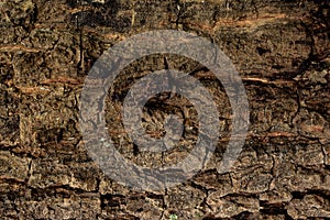 Texture of rough tree skin surface.