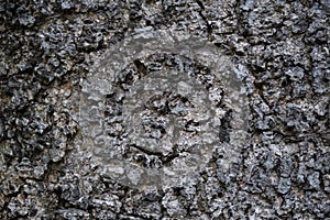 Texture of rough tree skin surface. Texture of rough tree skin surface closeup for background