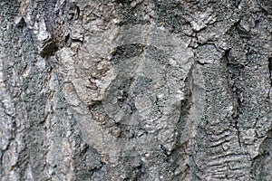 Texture of rugged tree bark surface