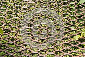 Texture of a rusty metal mesh against the background of green grass shoots