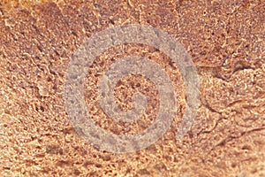 Texture of rye bread crust