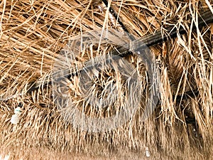 Texture from sagging dry yellow orange natural beautiful withered diverse rustic old dehydrated texture roof made of grass, straw,