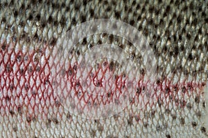 Texture of salmon skin without scales. Natural animal texture. photo