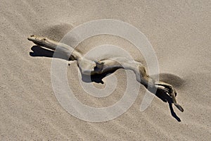 Texture of sand