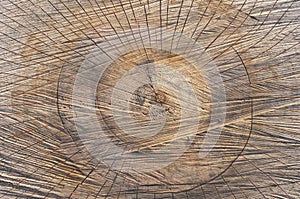 Texture saw cut the old tree as background