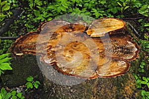 texture saw cut trunk old apple tree