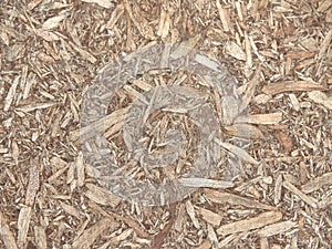 Texture of sawdust. big and small shavings