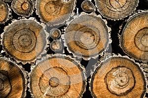 texture of sawed wood