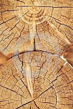 Texture of sawed wood and connection of the log house. Ancient technology construction of Russian log hut and churches