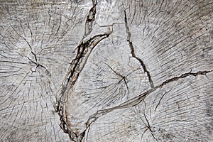Texture of sawn wood