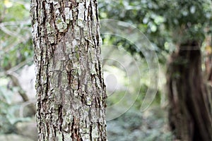 The texture of the scale bark of Dipterocarpus alatus Roxb or Ga