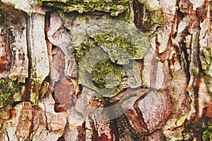 Texture of scaly pine bark