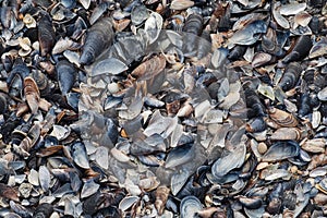 Texture of sea shells on the beach, top viev