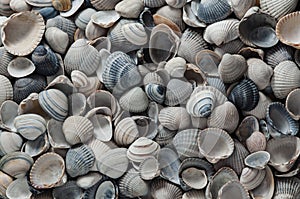 Texture sea shells - common cockles