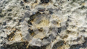 The texture of the seabed at low tide.