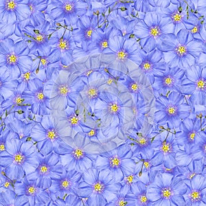 texture of a seamless flower pattern. blue flax. decorative design elements