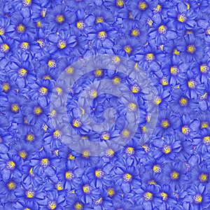texture of a seamless flower pattern. blue flax. decorative design elements