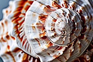texture of a seashell the intricate patterns and textures of a s