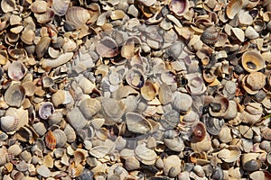 texture of seashells on the seashore