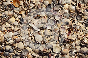 texture of seashells on the seashore