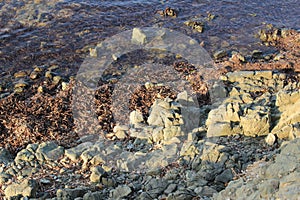 Texture of seaweed, rocks and sea