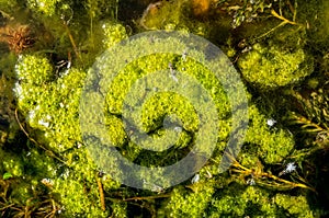 The texture of the seaweed swamp natural background. The horizontal .