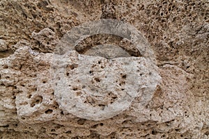 texture of sedimentary limestone rock with shells