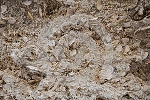 texture of sedimentary limestone rock with shells