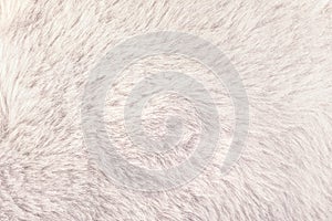 Texture of shaggy fur background. Detail of soft hairy skin material