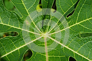 The texture and shape of papaya leaves