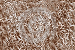 Texture of sheep wool, or curly white hair