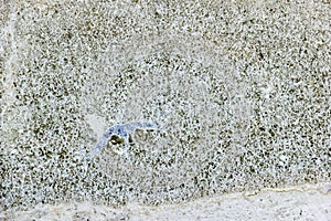 The texture of the shell rock stock, close-up.