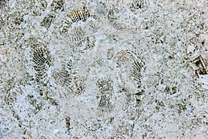 The texture of the shell rock stock, close-up.