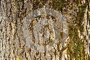 Texture shot of brown tree bark with green moss