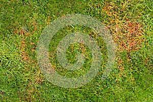 The texture of a sick lawn - lawn fragment affected by the fungus