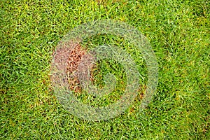 The texture of a sick lawn - lawn fragment affected by the fungus