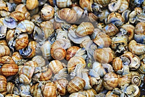 Texture of snails Helix pomatia