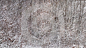 Texture of snow-covered tree branches in winter forest, winter background