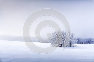 Texture of snow waves in bright foreground sunlight. There is a fluffy tree in the center. The branches of a tree are covered with